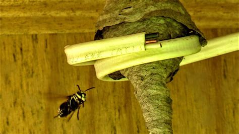 Bald Faced Hornet Queen Nest Build Time Lapse Yellow Jackets Nest - YouTube