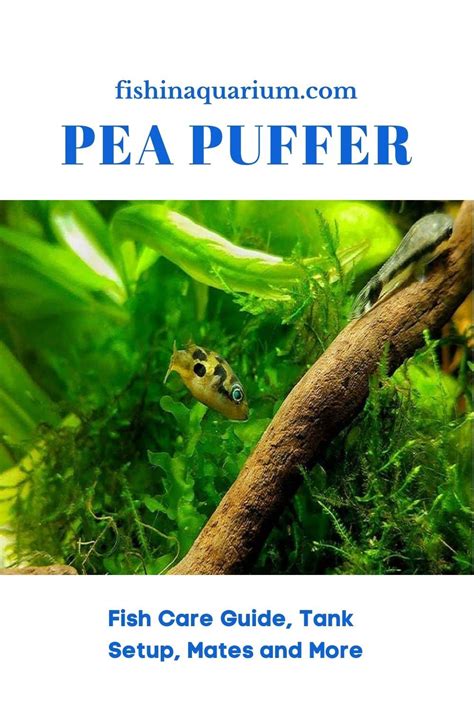 PEA Puffer Fish Care Guide, Tank Setup, Mates and More – 2020 | Puffer fish, Fresh water fish ...