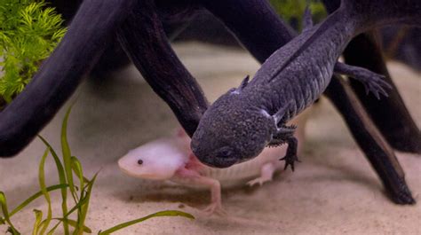 Axolotl Breeding: Everything You Need to Know