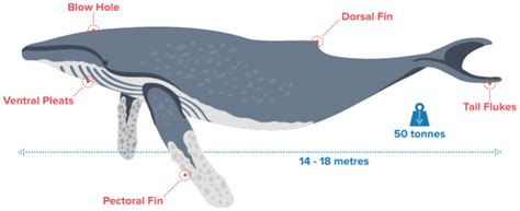 Blue Whale Anatomy Diagram