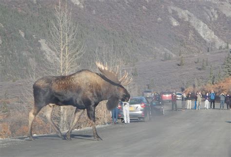 I Never Realised How Huge Moose Are And Now I'm Freaking Out