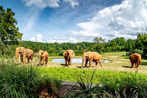 North Carolina Zoo Receives Top International Award for Environmental Sustainability | NC DNCR