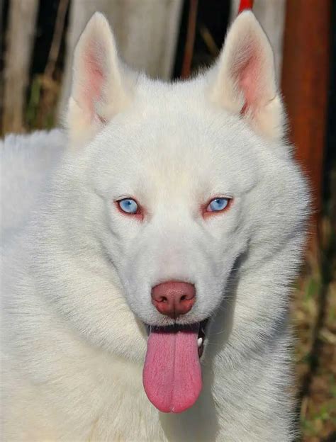 Husky Eye Color: The Complete Guide