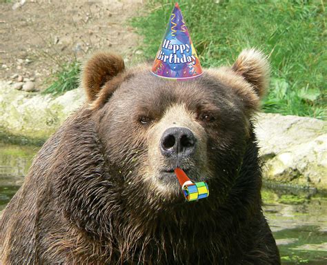 Happy Birthday Bear Blank Template - Imgflip