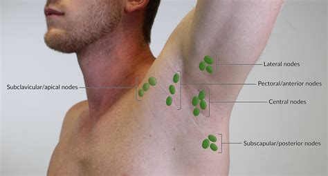 How To Drain Lymph Nodes Armpit - Best Drain Photos Primagem.Org