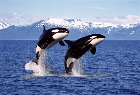 Killer whales have close friendships - Earth.com