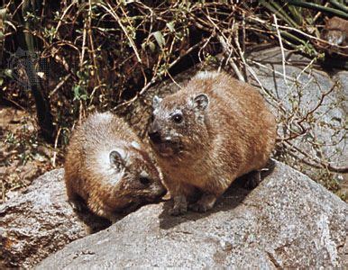 Hyrax | Rock-dwelling, herbivorous, burrowing | Britannica