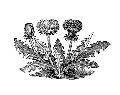Antique Images: Free Vintage Botanical Graphic: Black and White Illustration of Dandelion Clip Art