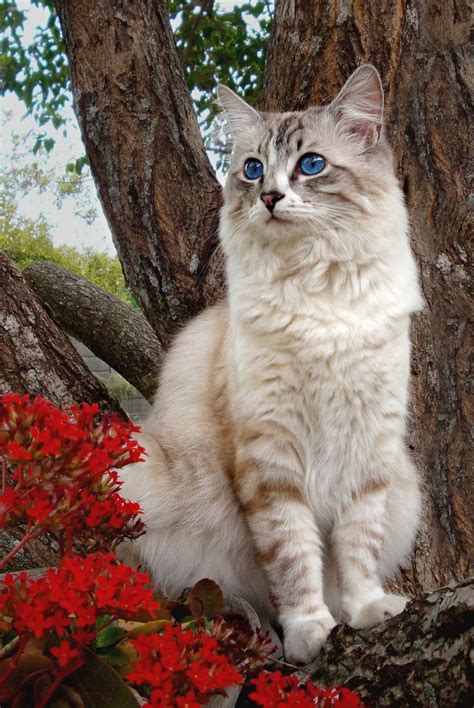 Found on Bing from www.pinterest.com | Pretty cats, Beautiful cats, Cats