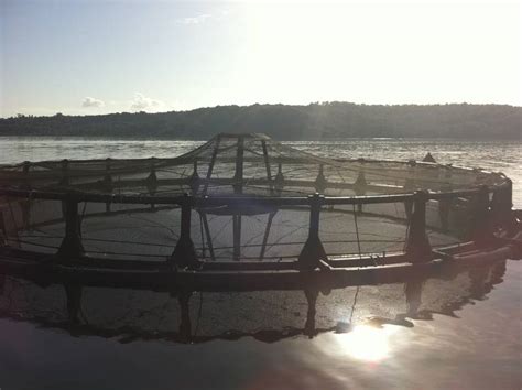 Fish farming nets | HELNET S.A.