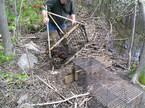 Trapping Beavers - Beaver Solutions LLC