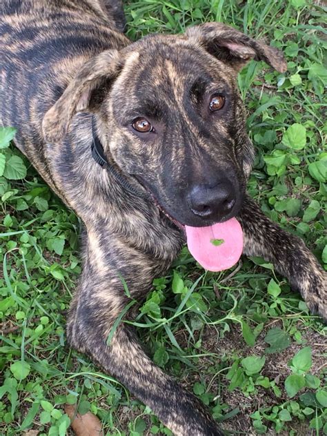 "Handsome" dog Brindle Catahoula Cur True unedited beauty | Catahoula leopard dog, Mountain cur ...