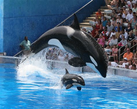 Mommy and Baby Killer Whales | From the "Believe" Show at Se… | Flickr