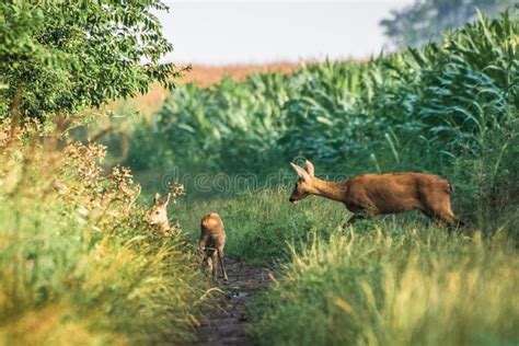 Female Roe Deer and Her Two Little Fawn. Stock Image - Image of countryside, forest: 154097999