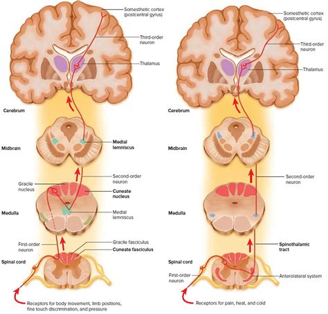 Spinal Cord Anatomy - Parts and Spinal Cord Functions