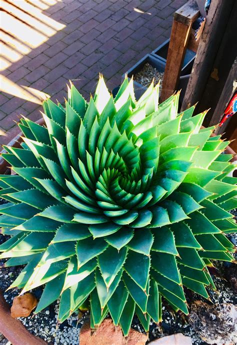 Aloe Polyphylla via /r/oddlysatisfying – daslikes