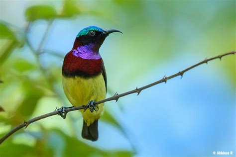 Crimson-backed Sunbird - Smallest Bird in South India