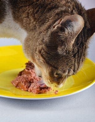 Cat Food: How to Switch your Cat from Dry to Wet Cat Food