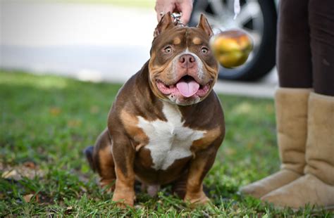 38 Top Images Tri Color Bully Puppies / TRI COLOR AMERICAN BULLY POCKET ...