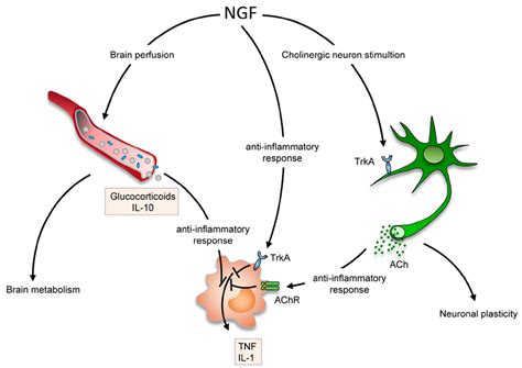 Reported mechanisms of neuroprotection/neuro-repair activated in ...