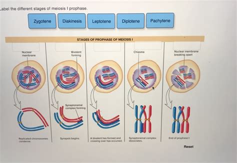 Solved abel the different stages of meiosis I prophase. | Chegg.com