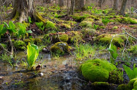 Connecticut Audubon Society: Trout Brook Valley wildlife and habitat ...