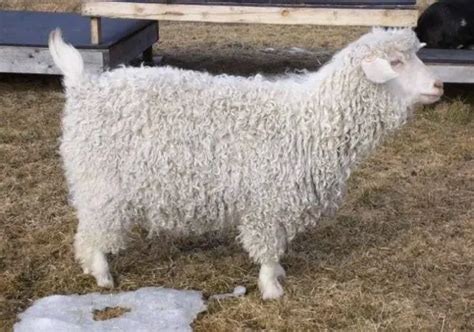 Pygora Goat Breed For Fiber: Origin, Characteristics, Feed & Shearing