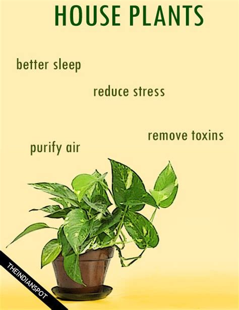 Best Indoor Plants For Health - Plants Photo