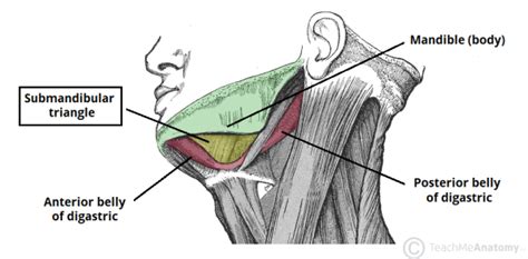 Anterior Triangle of the Neck - Subdivisions - TeachMeAnatomy