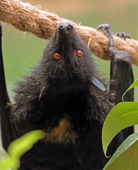 Saving the Species: Northumberland Zoo's Breeding Programme for Critically Endangered Animals ...