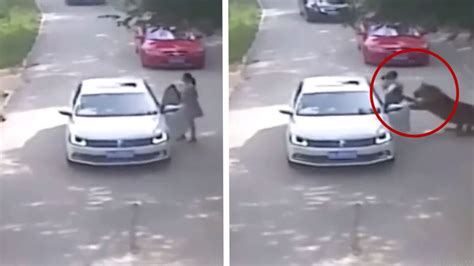 Tiger Attacks and Drags Woman Away After She Gets Out Of Car at Safari ...