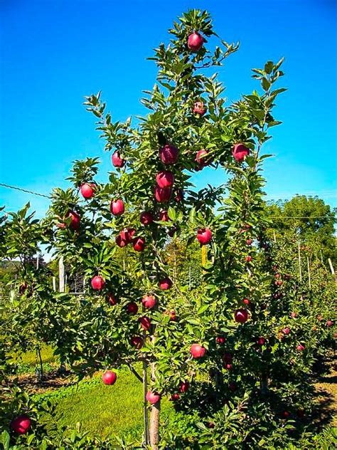 Red Delicious Apple Trees For Sale | The Tree Center