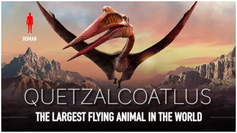 Quetzalcoatlus Largest Known Flying Species Set Aside