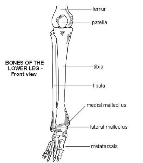 [DIAGRAM] Upper Extremity Bones Diagram - MYDIAGRAM.ONLINE