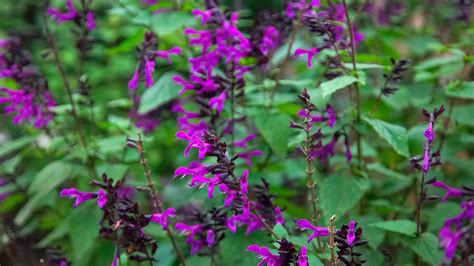 Annual Salvia Varieties