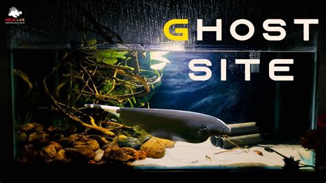 Black ghost Knifefish Natural Tank Setup.( Simple and Quick) - YouTube