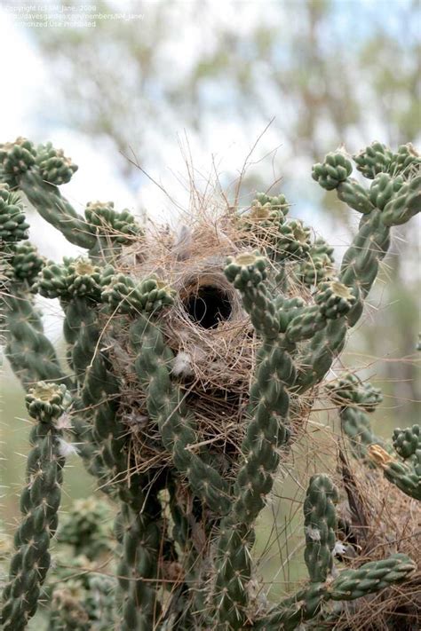 Bird Pictures: Cactus Wren (Campylorhynchus brunneicapillus) by NM_Jane