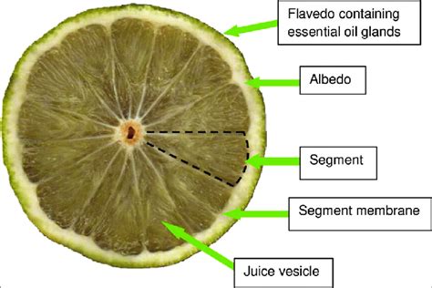 Cross section of a bergamot fruit. | Download Scientific Diagram