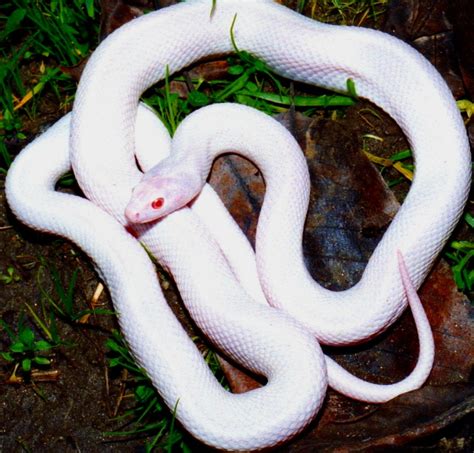 It's really pretty, I think. | Albino animals, Rare albino animals, Albino