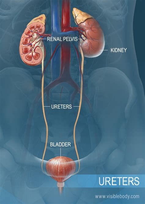 [DIAGRAM] Distal Ureter Diagram - MYDIAGRAM.ONLINE