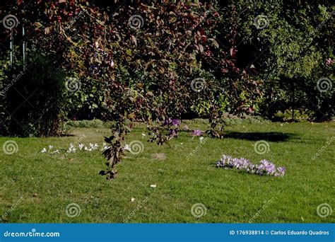 Claude Monet`s House Garden Stock Photo - Image of monet, foundation: 176938814