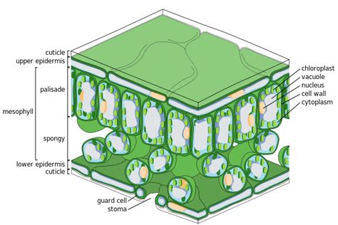 Difference Between Dermal Tissue and Ground Tissue | Compare the Difference Between Similar Terms