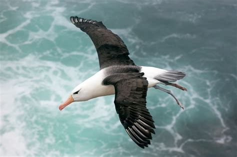 Engineers identify key to albatross’ marathon flight | MIT News | Massachusetts Institute of ...