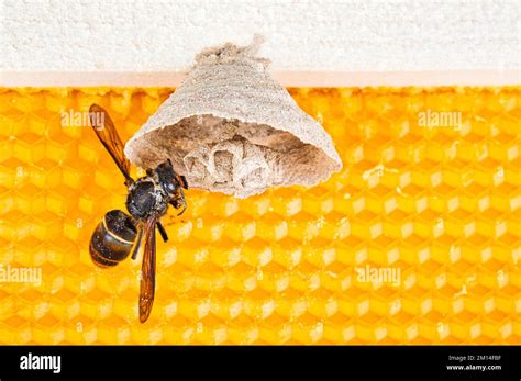 Macro picture of Asian hornets begin of nest on a new yellow frame of ...