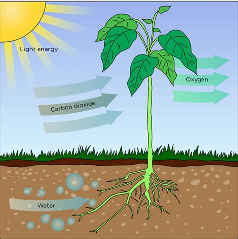 Lesson 4: Plants as Producers - What's going on in Mr. Solarz' Class?