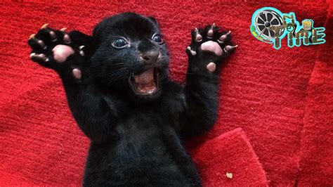 Rare black tiger cub does its best to terrify - Cute Black Tiger Cub in ...