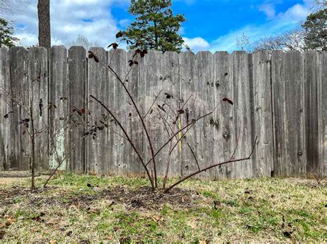 The Ultimate Guide to Pruning Blackberries (+ Video) – The Fruit Grove