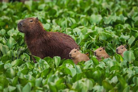 Capibara: Hábitat, características, alimentación y más