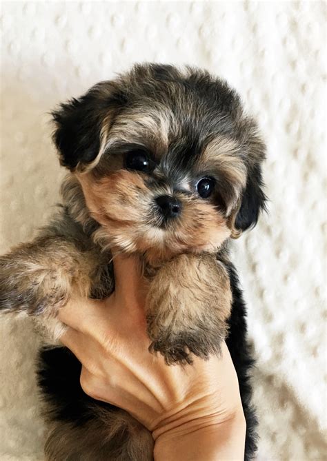 Teacup Morkie Puppy Female! | iHeartTeacups