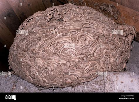 Huge European hornet nest Stock Photo - Alamy